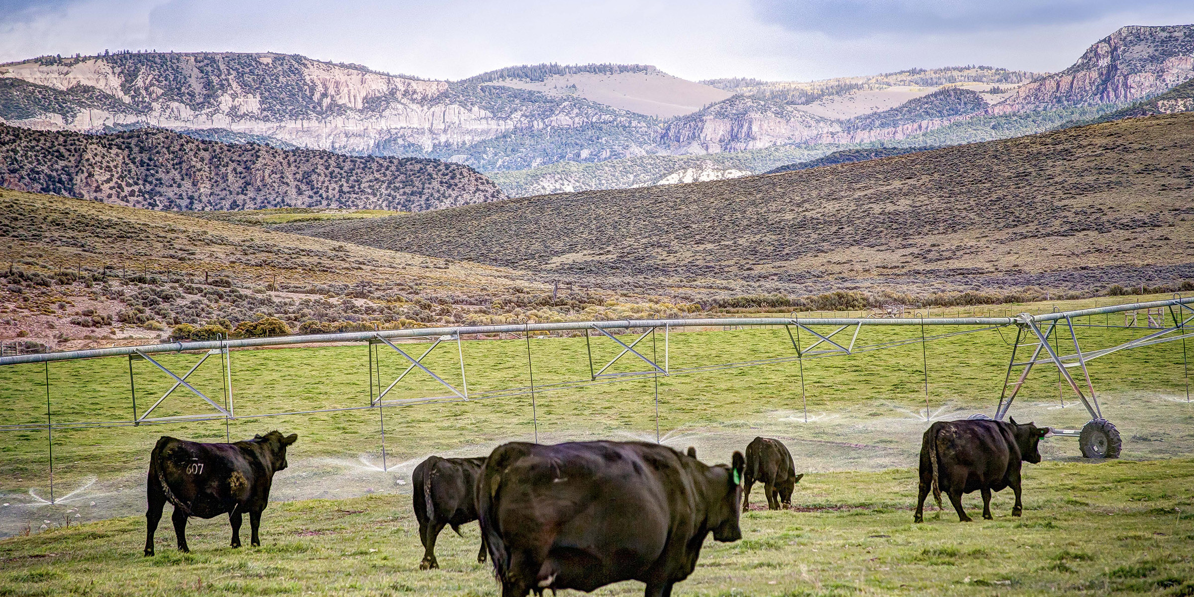 Livestock on ranchette in Alimony, Utah