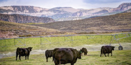 Livestock on ranchette in Alimony, Utah